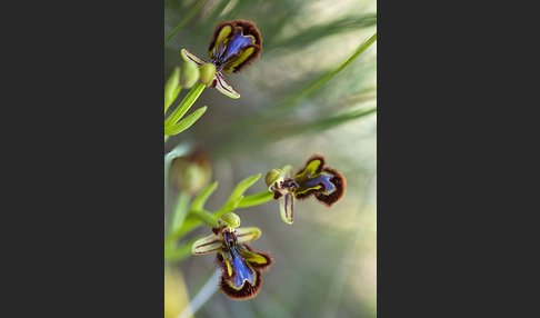 Spiegel-Ragwurz (Ophrys speculum)