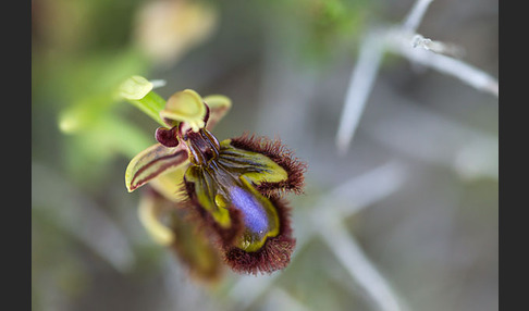 Spiegel-Ragwurz (Ophrys speculum)