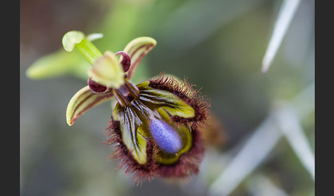 Spiegel-Ragwurz (Ophrys speculum)