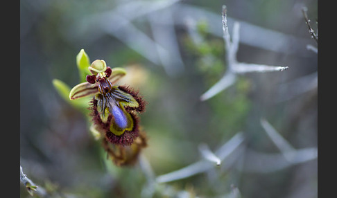 Spiegel-Ragwurz (Ophrys speculum)