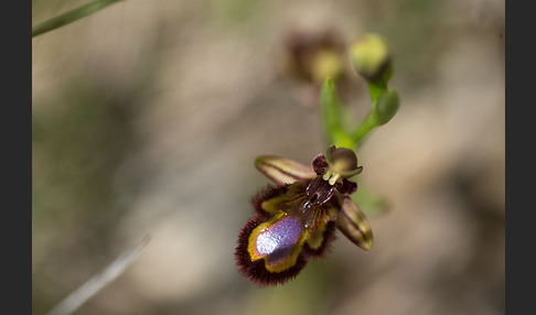 Spiegel-Ragwurz (Ophrys speculum)