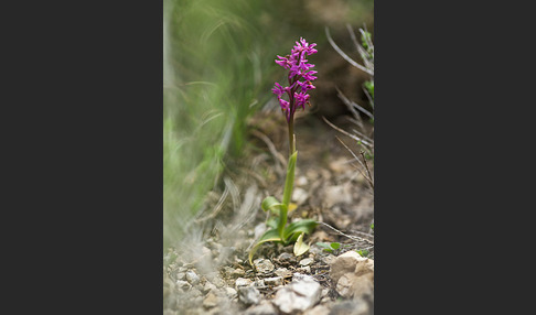 Südfranzösisches Knabenkraut (Orchis mascula ssp. olbiensis)