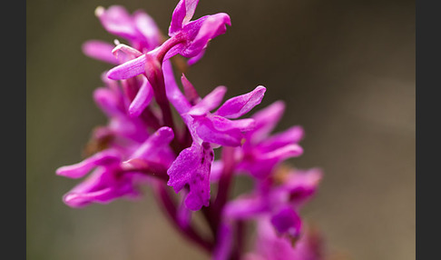 Südfranzösisches Knabenkraut (Orchis mascula ssp. olbiensis)