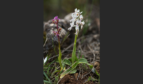 Südfranzösisches Knabenkraut (Orchis mascula ssp. olbiensis)