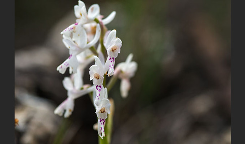 Südfranzösisches Knabenkraut (Orchis mascula ssp. olbiensis)