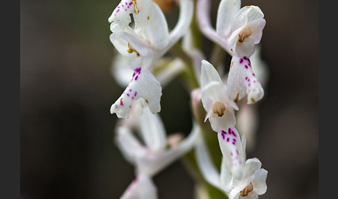 Südfranzösisches Knabenkraut (Orchis mascula ssp. olbiensis)