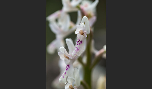 Südfranzösisches Knabenkraut (Orchis mascula ssp. olbiensis)