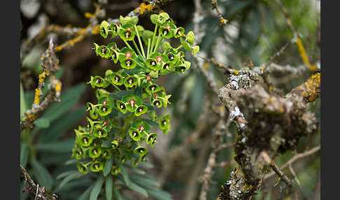 Palisaden-Wolfsmilch (Euphorbia characias)
