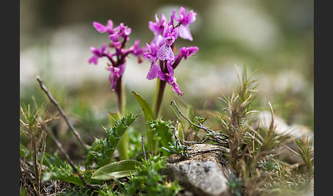 Südfranzösisches Knabenkraut (Orchis mascula ssp. olbiensis)