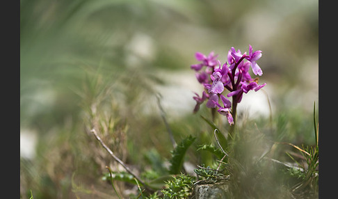 Südfranzösisches Knabenkraut (Orchis mascula ssp. olbiensis)