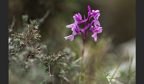 Südfranzösisches Knabenkraut (Orchis mascula ssp. olbiensis)