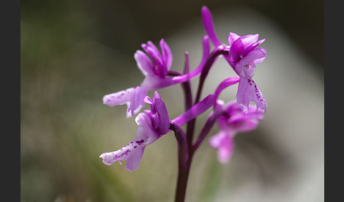 Südfranzösisches Knabenkraut (Orchis mascula ssp. olbiensis)