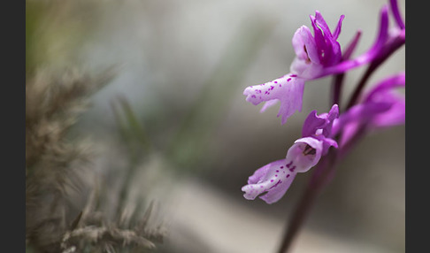 Südfranzösisches Knabenkraut (Orchis mascula ssp. olbiensis)