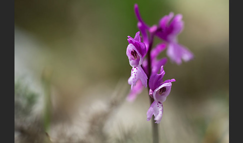 Südfranzösisches Knabenkraut (Orchis mascula ssp. olbiensis)