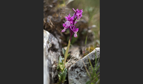 Südfranzösisches Knabenkraut (Orchis mascula ssp. olbiensis)