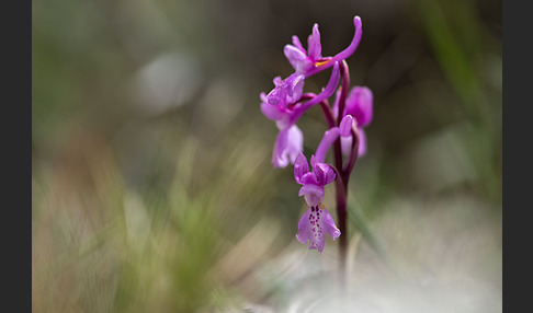 Südfranzösisches Knabenkraut (Orchis mascula ssp. olbiensis)