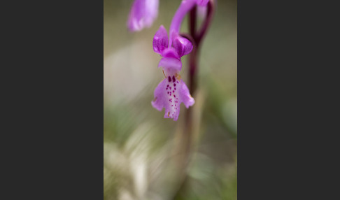 Südfranzösisches Knabenkraut (Orchis mascula ssp. olbiensis)