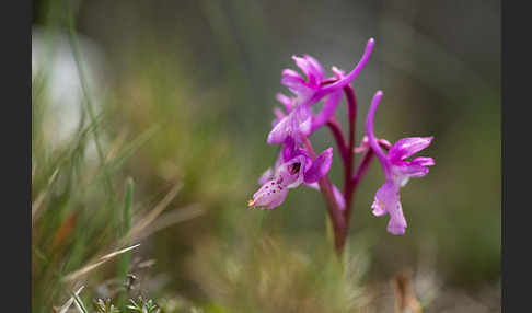 Südfranzösisches Knabenkraut (Orchis mascula ssp. olbiensis)