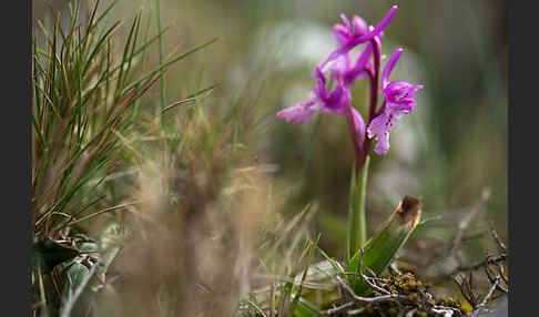 Südfranzösisches Knabenkraut (Orchis mascula ssp. olbiensis)