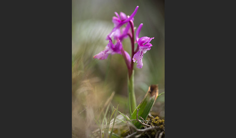 Südfranzösisches Knabenkraut (Orchis mascula ssp. olbiensis)