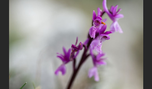 Südfranzösisches Knabenkraut (Orchis mascula ssp. olbiensis)