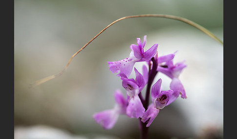 Südfranzösisches Knabenkraut (Orchis mascula ssp. olbiensis)