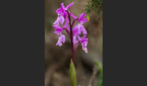 Südfranzösisches Knabenkraut (Orchis mascula ssp. olbiensis)