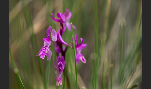 Südfranzösisches Knabenkraut (Orchis mascula ssp. olbiensis)