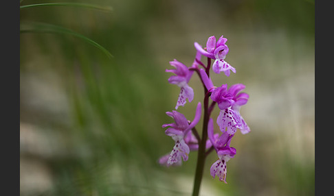 Südfranzösisches Knabenkraut (Orchis mascula ssp. olbiensis)