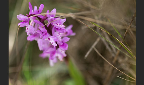 Südfranzösisches Knabenkraut (Orchis mascula ssp. olbiensis)