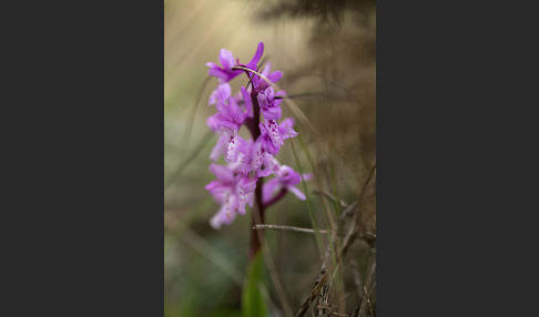 Südfranzösisches Knabenkraut (Orchis mascula ssp. olbiensis)