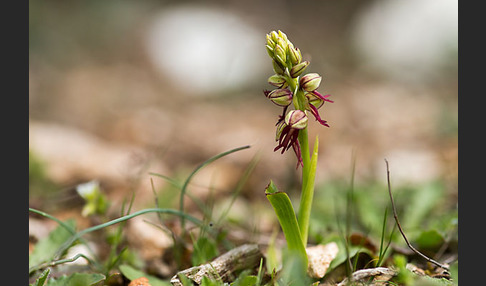 Ohnhorn (Aceras anthropophorum)