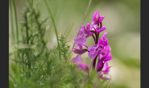 Südfranzösisches Knabenkraut (Orchis mascula ssp. olbiensis)