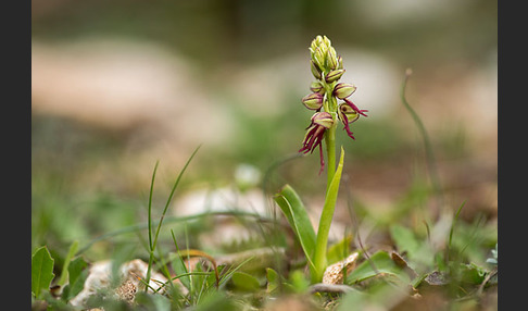 Ohnhorn (Aceras anthropophorum)