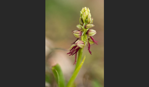 Ohnhorn (Aceras anthropophorum)