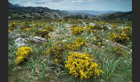 Spanien (Spain)