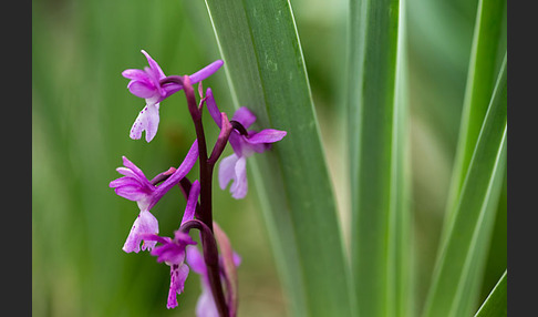 Südfranzösisches Knabenkraut (Orchis mascula ssp. olbiensis)