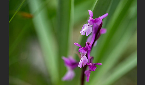 Südfranzösisches Knabenkraut (Orchis mascula ssp. olbiensis)