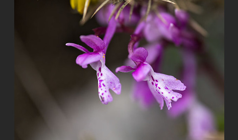 Südfranzösisches Knabenkraut (Orchis mascula ssp. olbiensis)