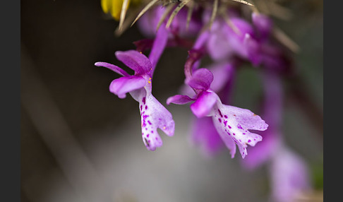 Südfranzösisches Knabenkraut (Orchis mascula ssp. olbiensis)