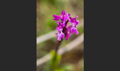 Südfranzösisches Knabenkraut (Orchis mascula ssp. olbiensis)