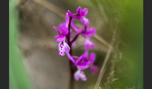 Südfranzösisches Knabenkraut (Orchis mascula ssp. olbiensis)