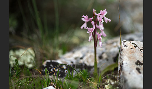 Südfranzösisches Knabenkraut (Orchis mascula ssp. olbiensis)