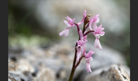 Südfranzösisches Knabenkraut (Orchis mascula ssp. olbiensis)