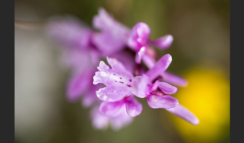 Südfranzösisches Knabenkraut (Orchis mascula ssp. olbiensis)