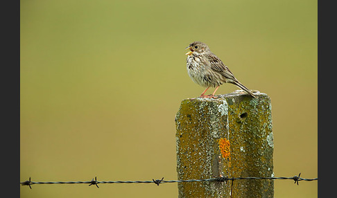 Grauammer (Miliaria calandra)