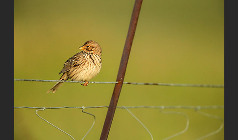 Grauammer (Miliaria calandra)