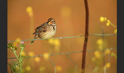 Grauammer (Miliaria calandra)