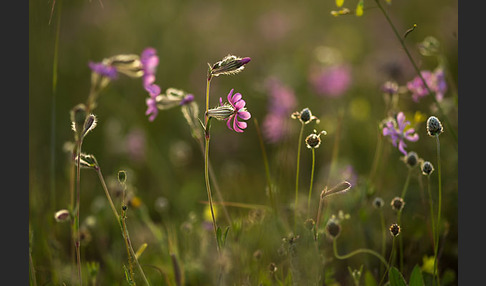 Leimkraut (Silene secundiflora)