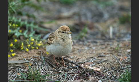 Kurzzehenlerche (Calandrella brachydactyla)